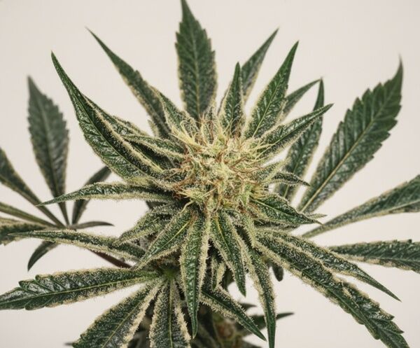 Black Widow cannabis seeds for indoor and outdoor